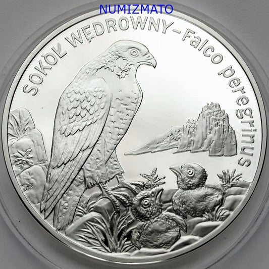 20 zł 2008 r. - Sokół wędrowny - Zwierzęta Świata